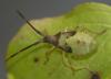 Gonocerus acuteangulatus